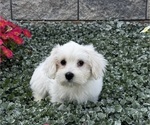 Candy - Female Coton de Tulear Puppy for Sale - Small photo