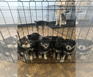 Alaskan Malamute-German Shepherd Dog Mix Puppy for sale in SACRAMENTO, CA, USA