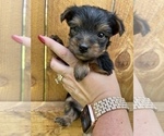 Small Photo #7 Yorkshire Terrier Puppy For Sale in OLATHE, KS, USA