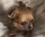 Small #11 Chihuahua