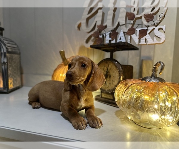 Medium Photo #1 Dachshund Puppy For Sale in EASTVALE, CA, USA