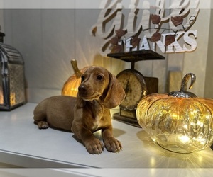 Dachshund Puppy for sale in EASTVALE, CA, USA