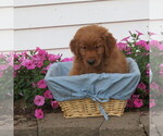 Small Photo #31 English Cream Golden Retriever Puppy For Sale in ATHENS, WI, USA