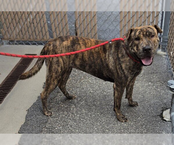 Medium Photo #1 Chinese Shar-Pei-Unknown Mix Puppy For Sale in Palmetto, FL, USA