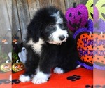 Small Photo #7 Sheepadoodle Puppy For Sale in ASPERMONT, TX, USA