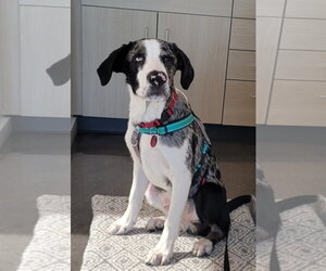 Mutt Dogs for adoption in Wakefield, RI, USA