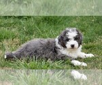 Small #2 Aussiedoodle