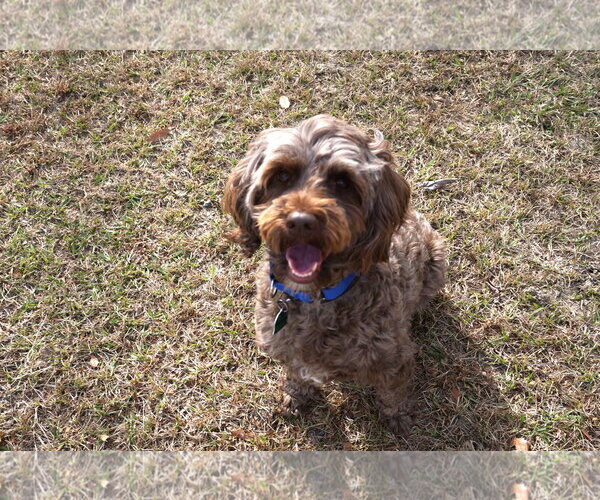 Medium Photo #6 Aussiedoodle Miniature  Puppy For Sale in Garner, NC, USA