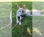 Small #1 Siberian Husky Mix