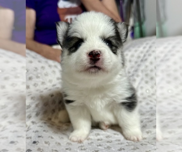 Medium Photo #5 Pomsky Puppy For Sale in NASHUA, NH, USA