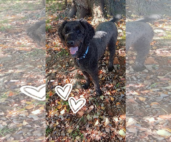 Medium Photo #4 Poodle (Standard) Puppy For Sale in Pacolet, SC, USA