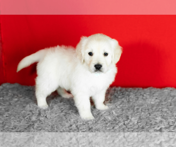 Medium Photo #1 English Cream Golden Retriever Puppy For Sale in WOLCOTTVILLE, IN, USA