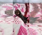 Puppy Lolipop YorkiePoo