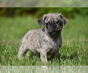 Pug Puppy for sale in PALM COAST, FL, USA