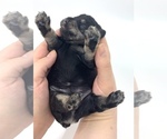 Small #8 Schnauzer (Miniature)