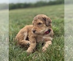 Small Photo #20 Goldendoodle Puppy For Sale in HOWARD CITY, MI, USA