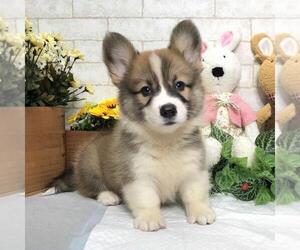 Pembroke Welsh Corgi Puppy for sale in EXETER, RI, USA