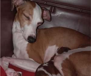 Mother of the Italian Greyhound puppies born on 07/09/2022