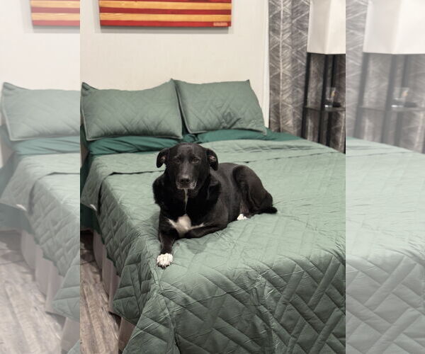 Medium Photo #1 Labrador Retriever-Unknown Mix Puppy For Sale in Miami, FL, USA