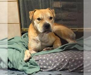 *CHARLES - Male Chinese Shar-Pei-Unknown Mix Dog for Adoption - Photo #2