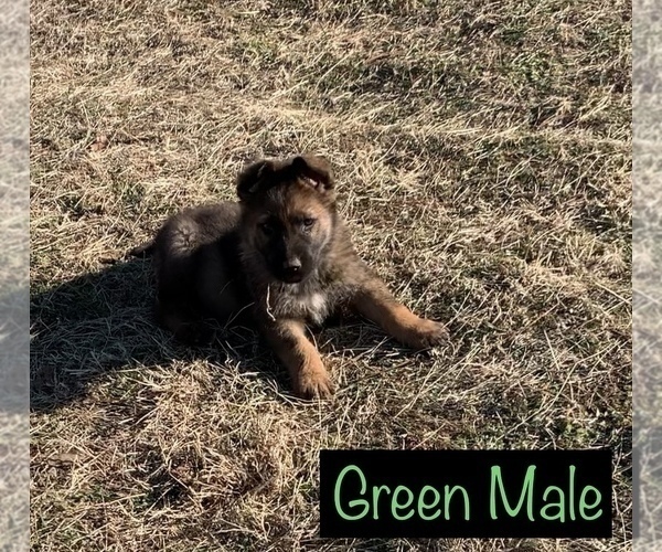 Medium Photo #6 German Shepherd Dog Puppy For Sale in DEPEW, OK, USA