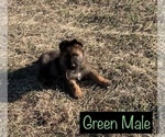 Small Photo #6 German Shepherd Dog Puppy For Sale in DEPEW, OK, USA