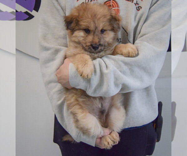 Medium Photo #4 Chow Chow-Unknown Mix Puppy For Sale in Huntley, IL, USA