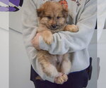 Small #3 Chow Chow Mix