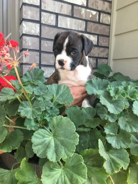 Medium Photo #1 Boxer Puppy For Sale in BELLINGHAM, WA, USA