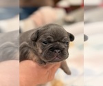 Small #6 French Bulldog