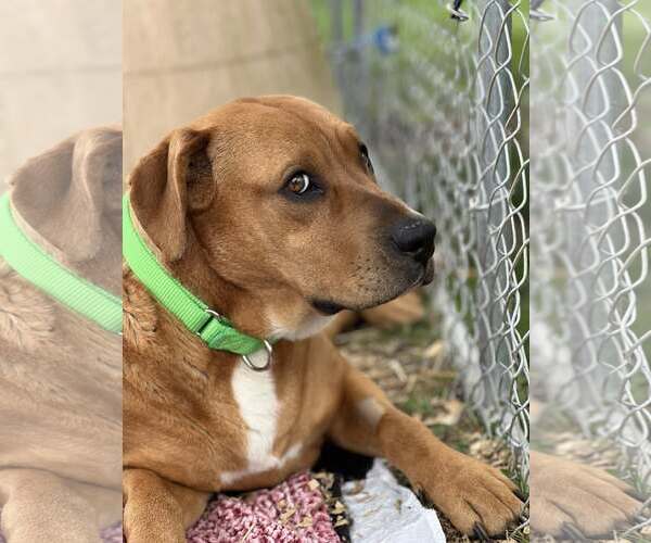 Medium Photo #3 Labrador Retriever-Unknown Mix Puppy For Sale in Hinton, WV, USA