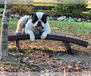 Father of the American Bulldog puppies born on 04/21/2025