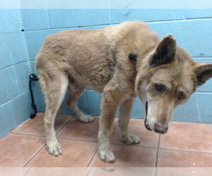 - Mix Dogs for adoption in Downey, CA, USA