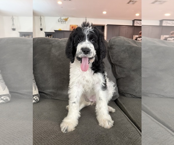 Medium Photo #10 Bernedoodle-Poodle (Standard) Mix Puppy For Sale in MENIFEE, CA, USA