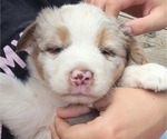 Small #7 Australian Shepherd