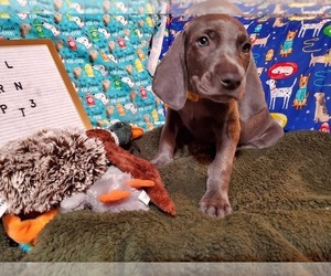 Weimaraner Puppy for sale in ROSEBUD, TX, USA