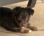 Small #4 Miniature Australian Shepherd