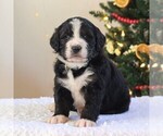 Small Photo #1 Bernedoodle-Poodle (Standard) Mix Puppy For Sale in DENVER, PA, USA