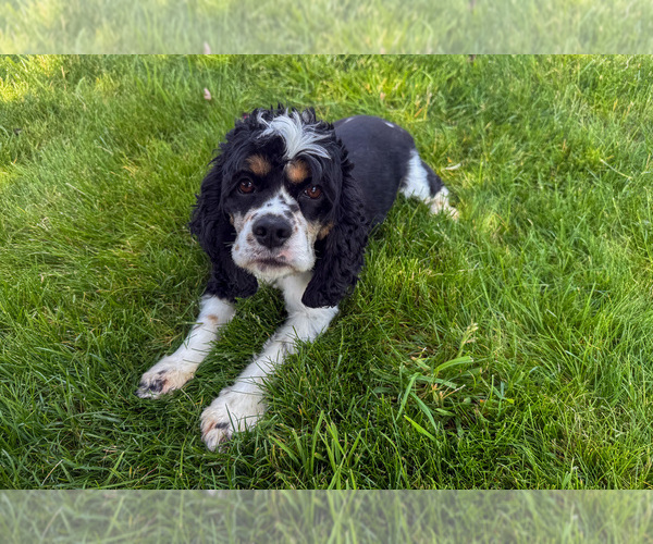 Medium Photo #1 Cocker Spaniel Puppy For Sale in BALTIC, OH, USA