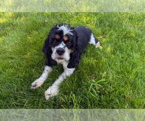 Mother of the Cocker Spaniel puppies born on 04/15/2025