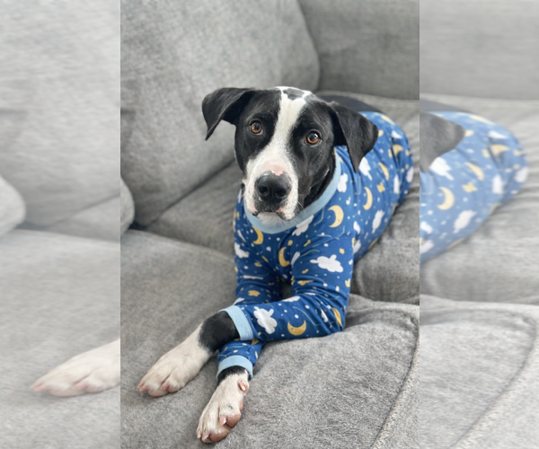 Medium Photo #2 Mutt Puppy For Sale in Rockaway, NJ, USA