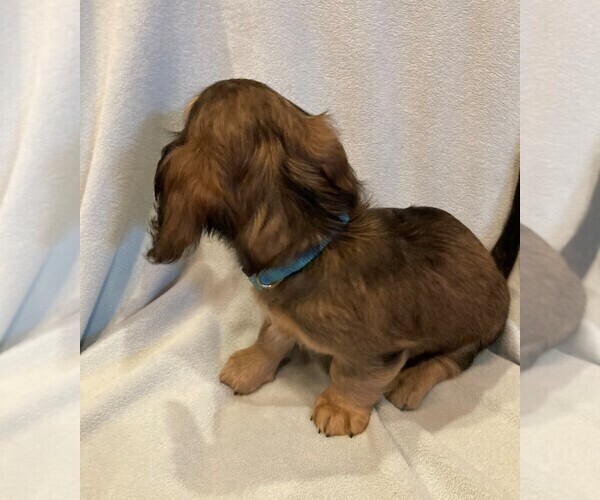 Medium Photo #4 Dachshund Puppy For Sale in BUCHANAN, GA, USA