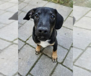 Stuart - Male Beagle-Unknown Mix Dog for Adoption - Photo #2
