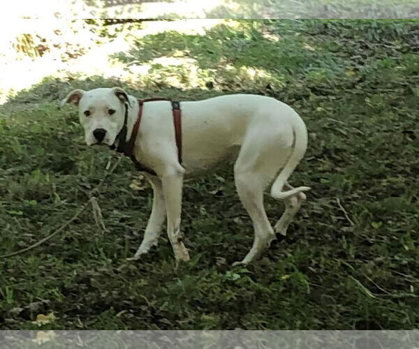 Medium Photo #8 Boxer-Unknown Mix Puppy For Sale in Hinton, WV, USA