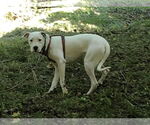 Small #7 Boxer Mix