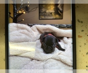 French Bulldog Puppy for Sale in EDMOND, Oklahoma USA