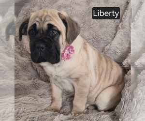 Cane Corso Puppy for sale in MINERAL WELLS, WV, USA