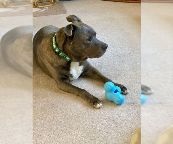 Medium Photo #2 American Pit Bull Terrier Puppy For Sale in Derwood, MD, USA