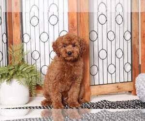 Goldendoodle (Miniature) Puppy for sale in NAPLES, FL, USA