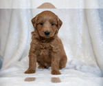 Puppy 3 Goldendoodle (Miniature)